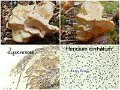 Hericium cirrhatum-amf1525-1
